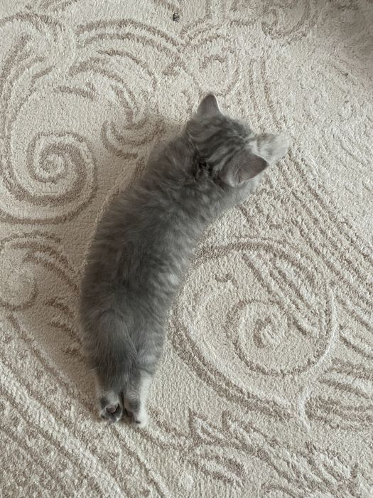 Шотландская котенок