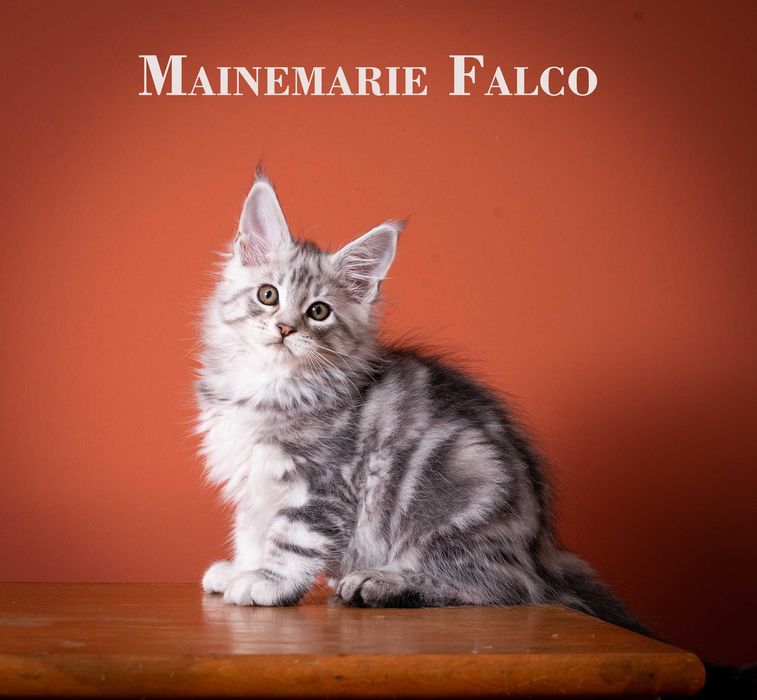 Роскошные котята мейн кун из питомника Mainemarie