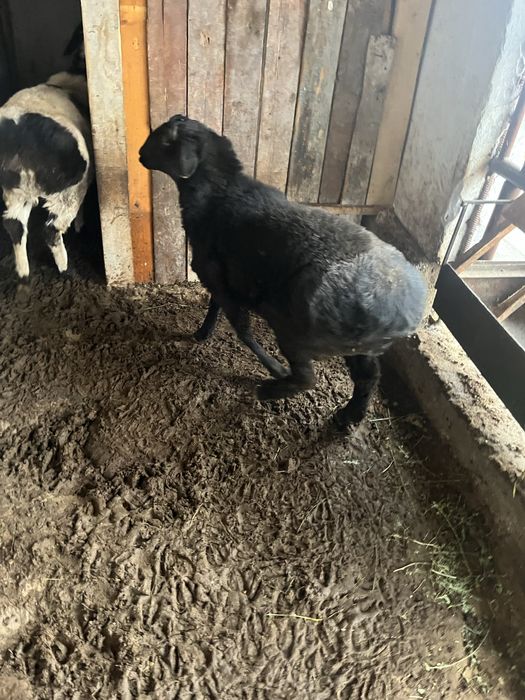 Кошкар сатылады Авгански парода