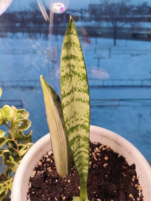 Сансевьерии разные