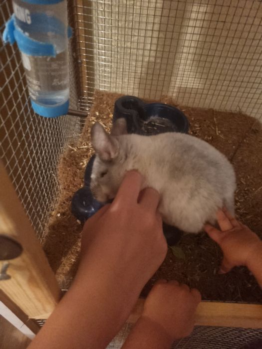 Продается шиншилла