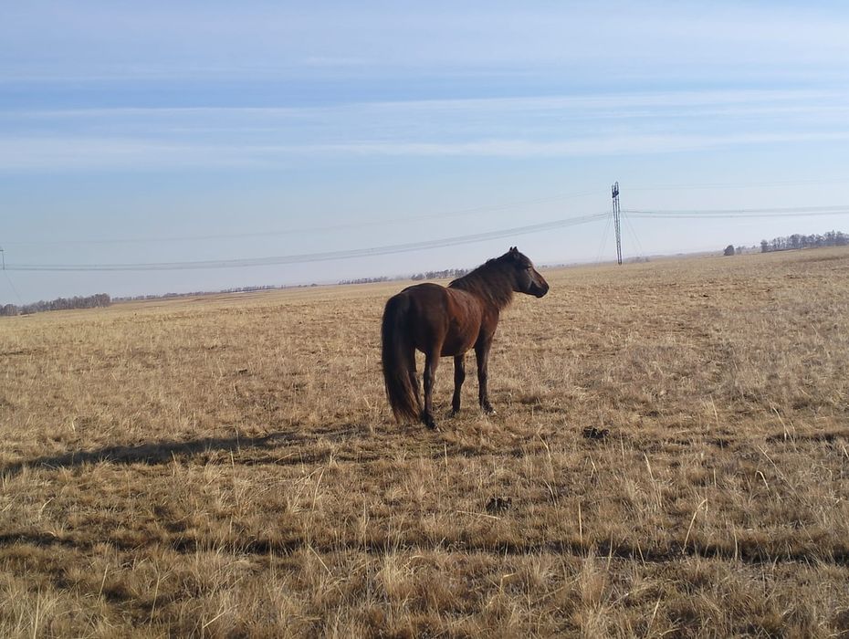 Айгыр 7 жасар казакы