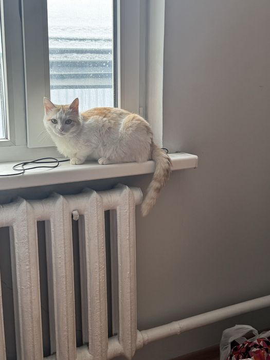 кошка в добрые руки