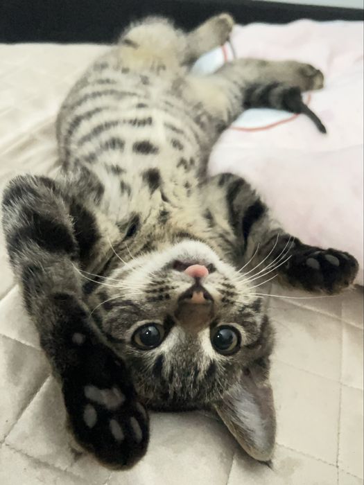 шотландский котенок