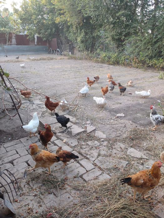 Продам курей и уток