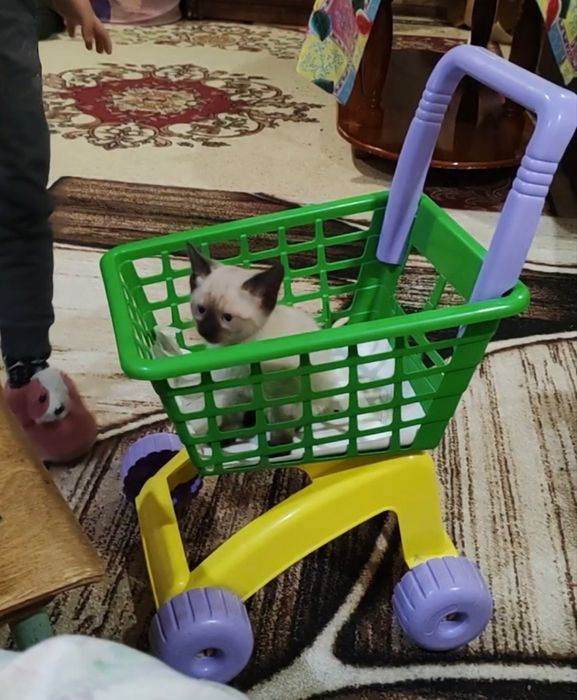 Котята сиамские, породистые