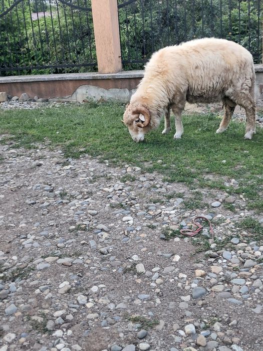 Vand berbec de doi ani