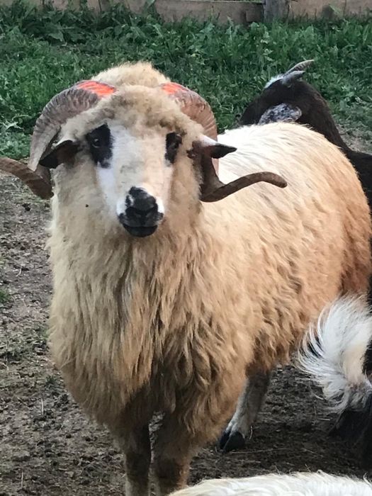 Berbecuti de tinut sau sacrificat