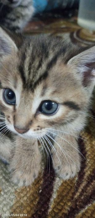 Отдам котят 4 штуки