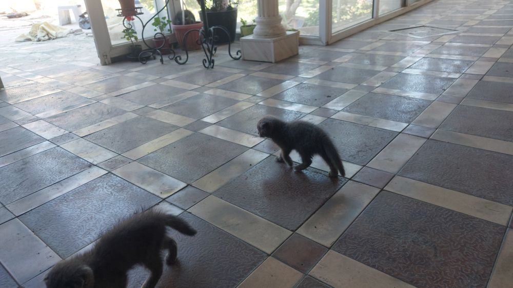 Продаётся котята срочна 5шт