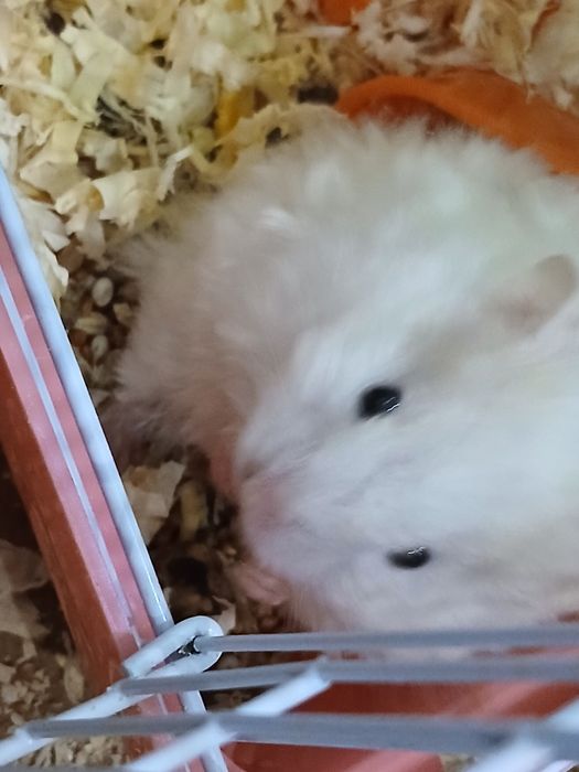 Сирийские хомяки