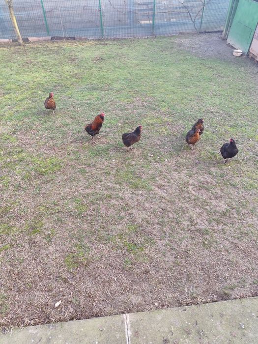 Ouă de incubație Auracana