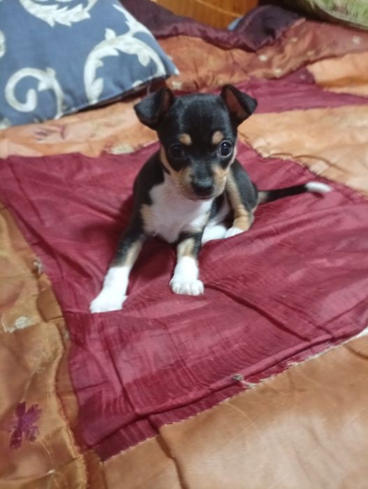 Продам щенка русского той терьера,