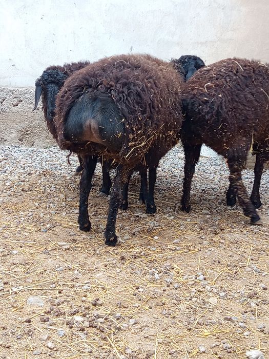 она бу́гоз куйлар сотилади