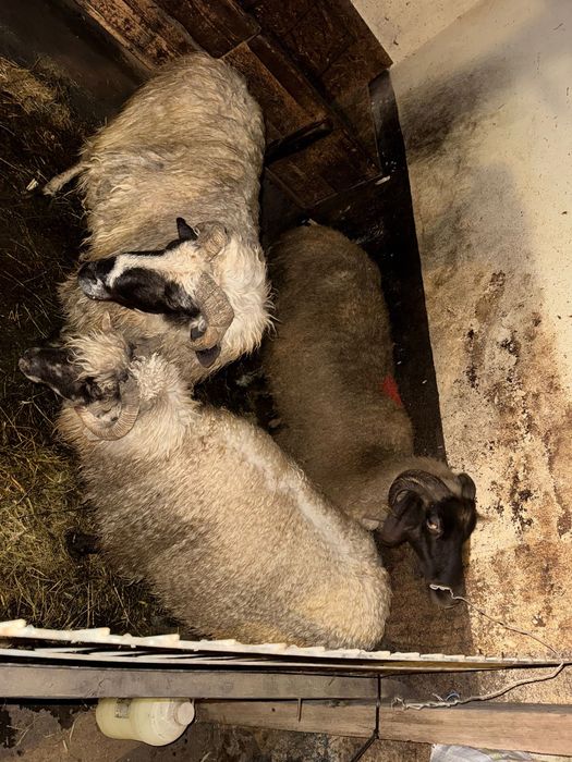 Vand 2 oi turcane si una carabașa