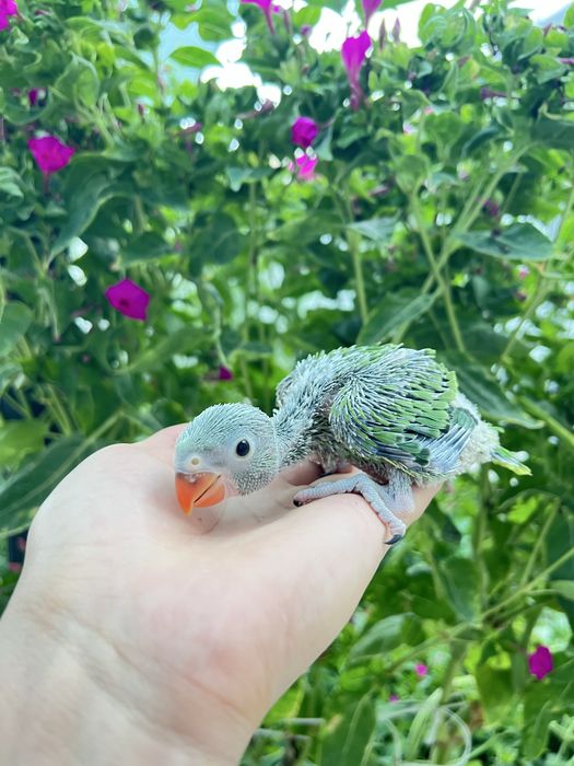 Ajrella Polaponlari sotiladi