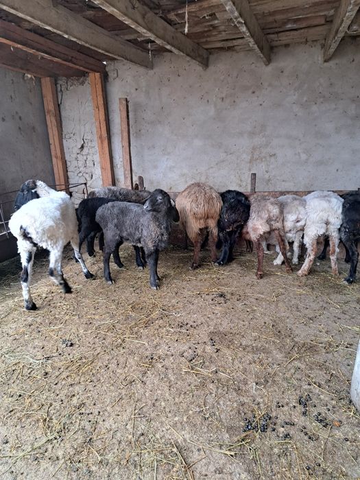 Қой , тоқты сатылады.