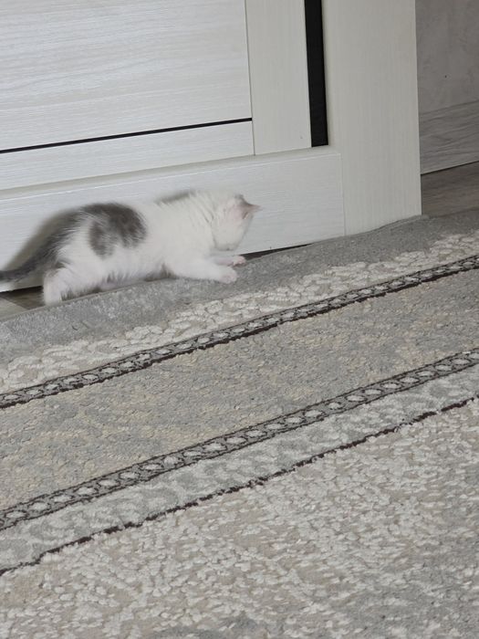 Срочно Продам котят