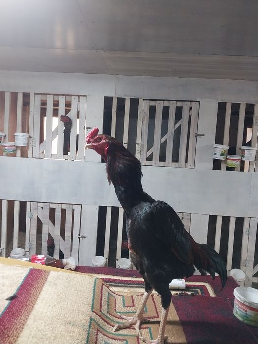 Продам дакана китаи шамо микс