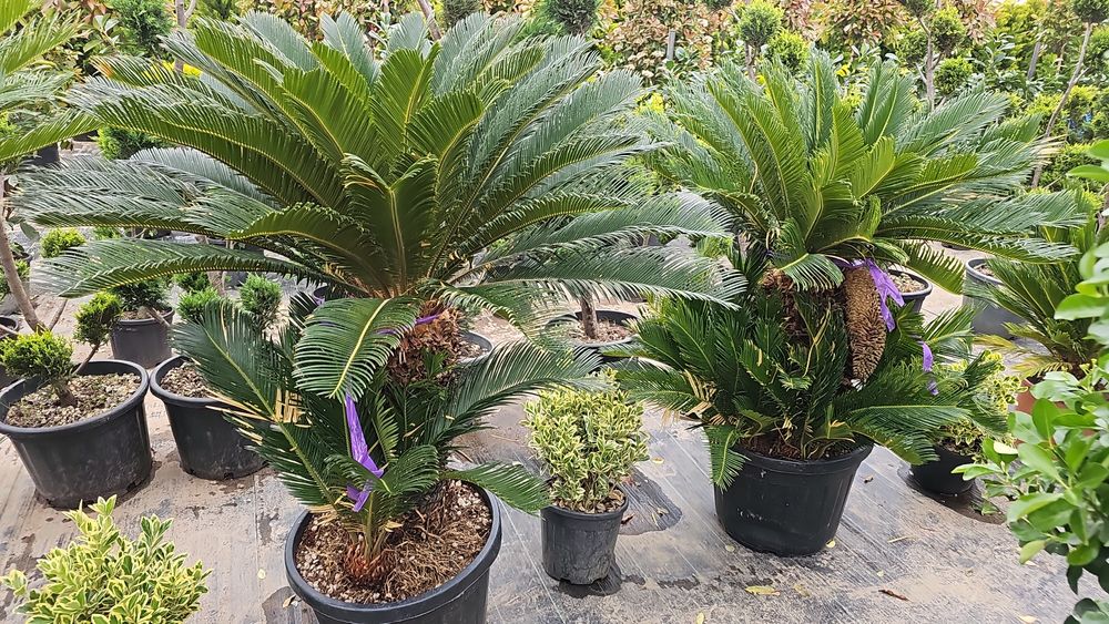 Palmieri trachycarpus fortunei- Cycas