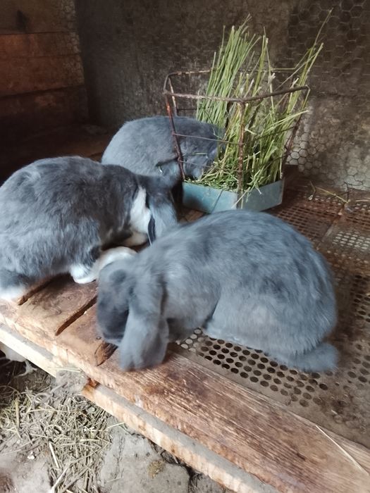 Продаются крольчата