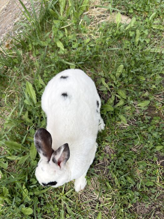 Iepuroi rex dalmatian de vanzare.