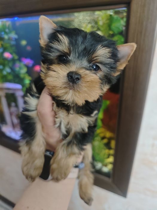 Продам мини щенков йоркширского терьера