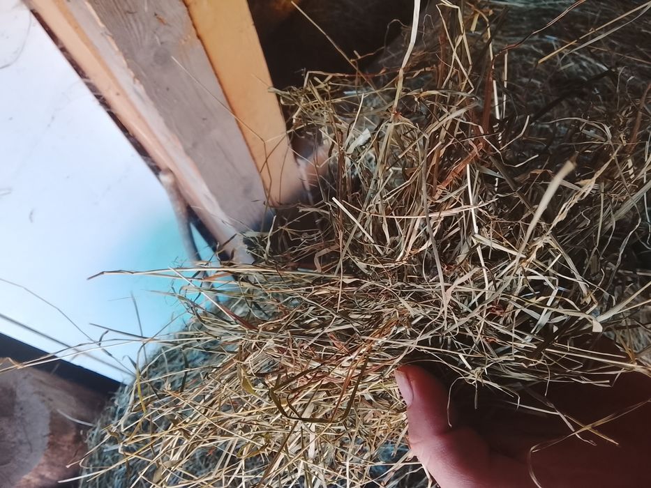 Vând baloții rotunzi de fan calitatea 1