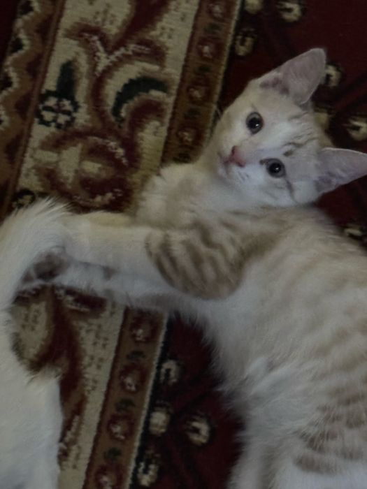 Котенок в добрые руки