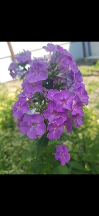 Продам цветы многолетние