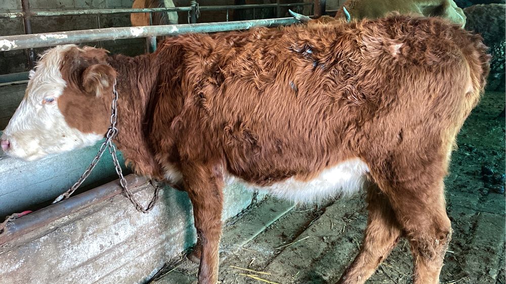 Продам корова. Сиыр сатылады