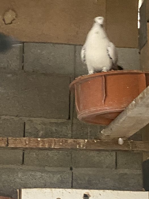 Продается бакинский взрослые