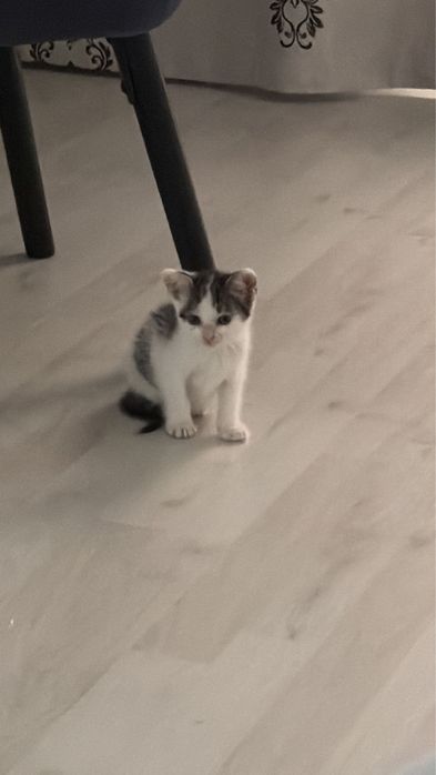 Donez pui de pisica 6 saptamani