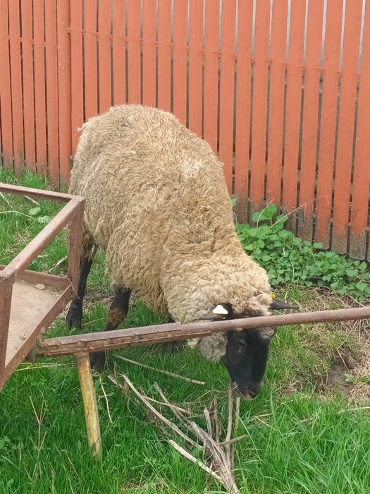 Oi fatate de vânzare