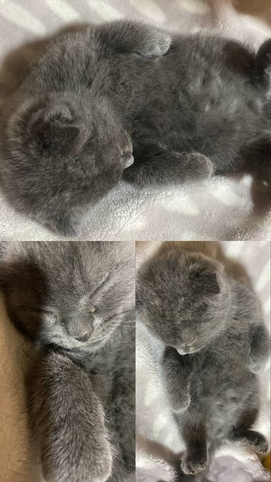 Mushuk scottish fold