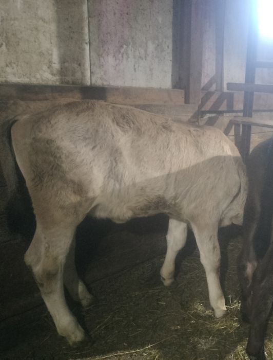 De vânzare vitele și tăurași
