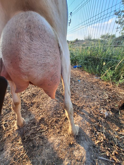 Vând capre bune  de lapte are 2 ani si 4 ani