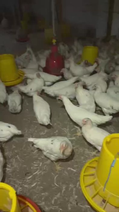 Loman sendi tuxum yoʻnnalishidagi tovuqlar sotiladi oq firma tovuqlari