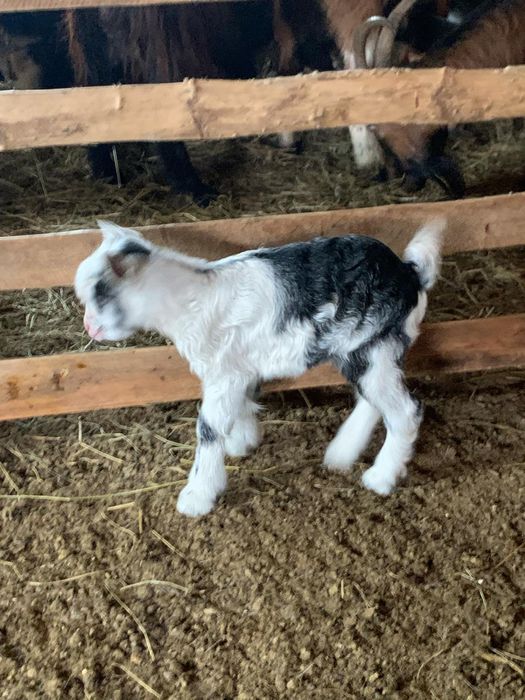 Disponibil ieduti de cateva zile