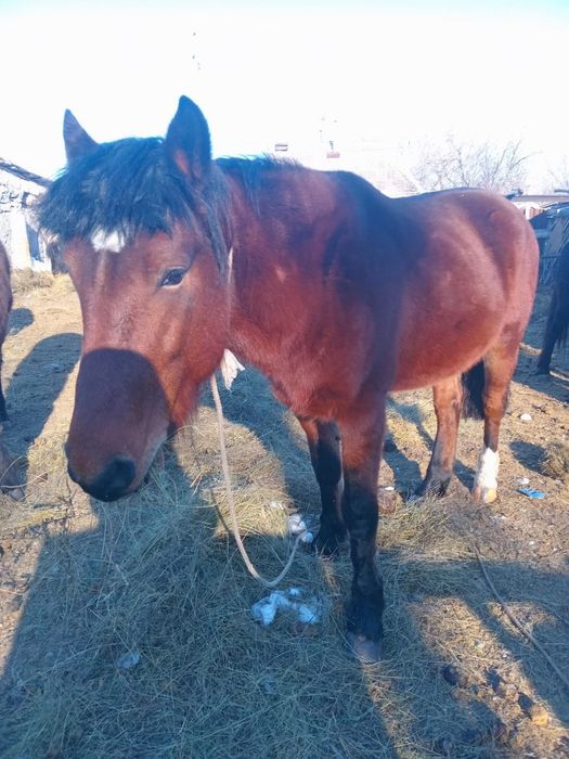 Семіз жақсы жылқылар сатылады