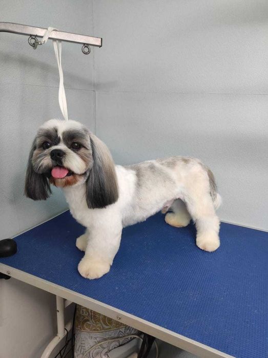 Стрижки животных