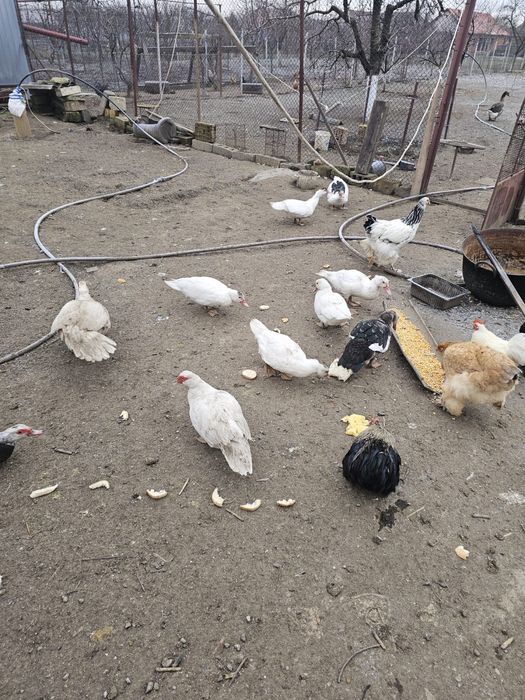 Vand rate tinere de anul acesta