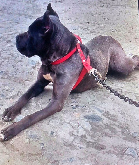 Kuchuk 8 oylik kanikursi quqonda puli 200$ bulishi