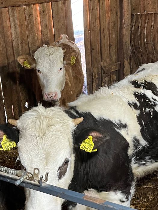 Vand 4 vitele de 8 luni