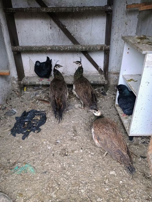 Păunițe de vânzare