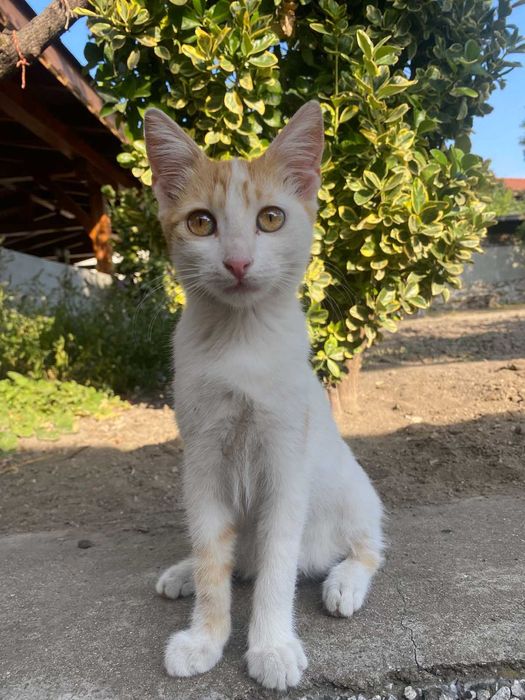 Подарявам малки котенца