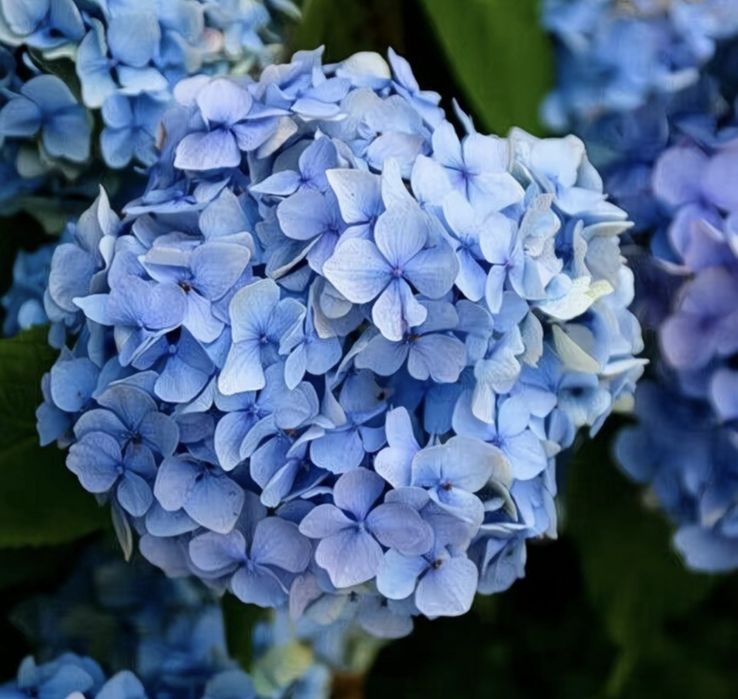 Гортензия садовая