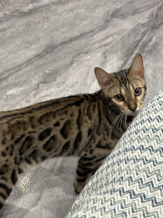 Кошка бенгал ищет кота