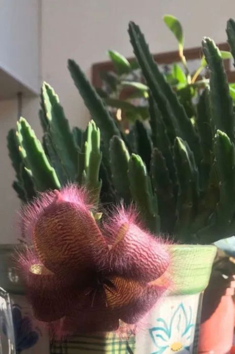 Комнатное растение ( Стапелия - экзотический кактус )