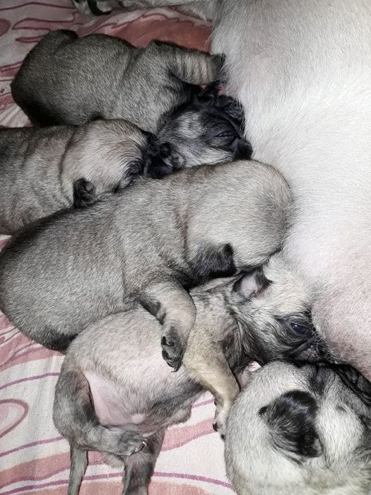 Продам очаровательных мопсят.